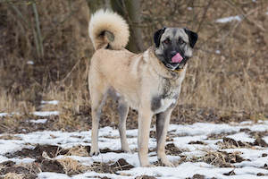 Anatolian Shepherd Dog